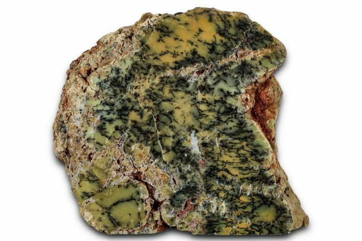 Polished Dendritic Opal Section - Western Australia #353277